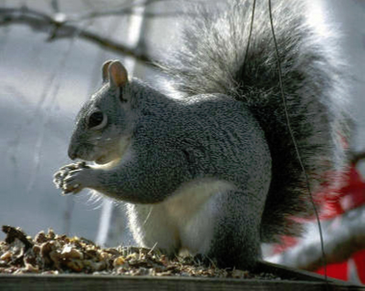 Squirrell Control